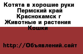 Котята в хорошие руки - Пермский край, Краснокамск г. Животные и растения » Кошки   
